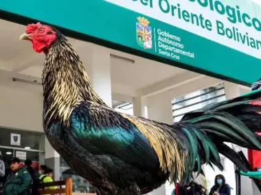 La conmovedora historia de Martín, el gallo que lleva 8 años esperando a su dueño afuera de un hospital